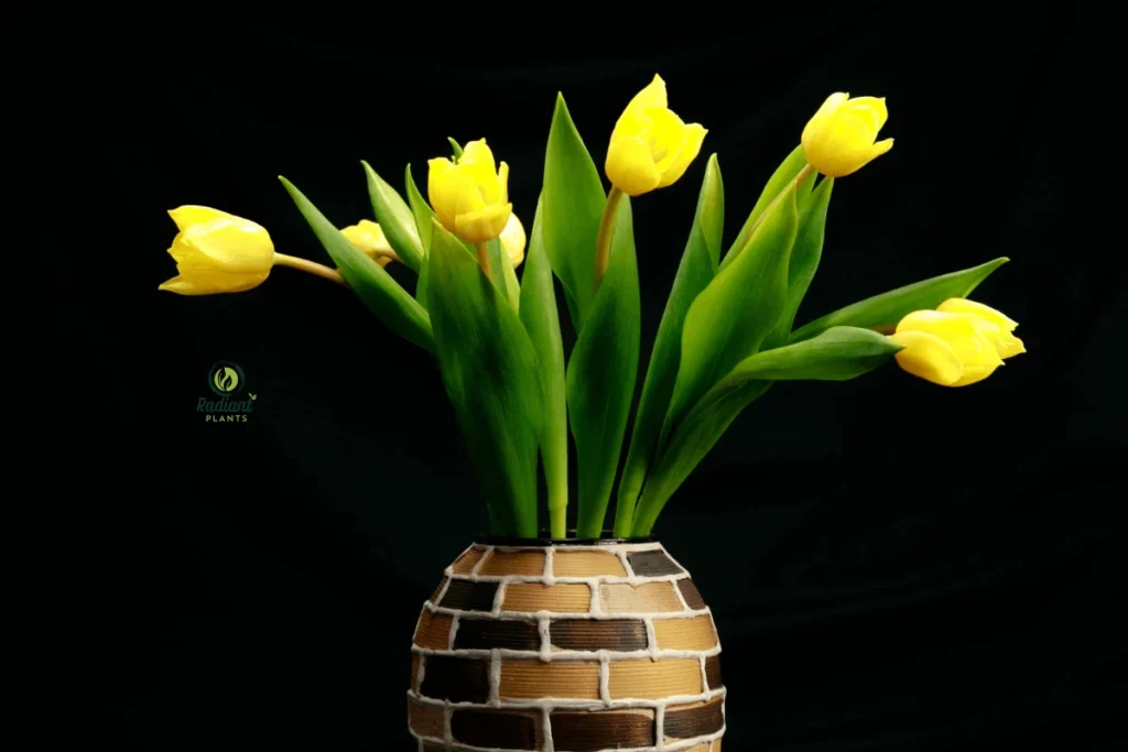 Healthy vs faded yellow tulips showing bloom success and failure