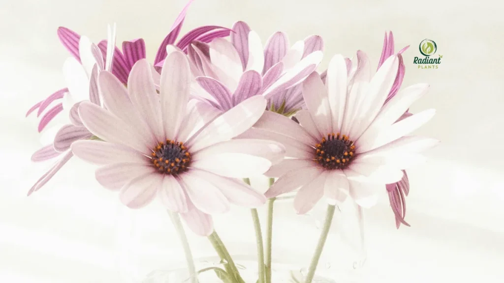 Flowering Daisy Plants: African Daisy