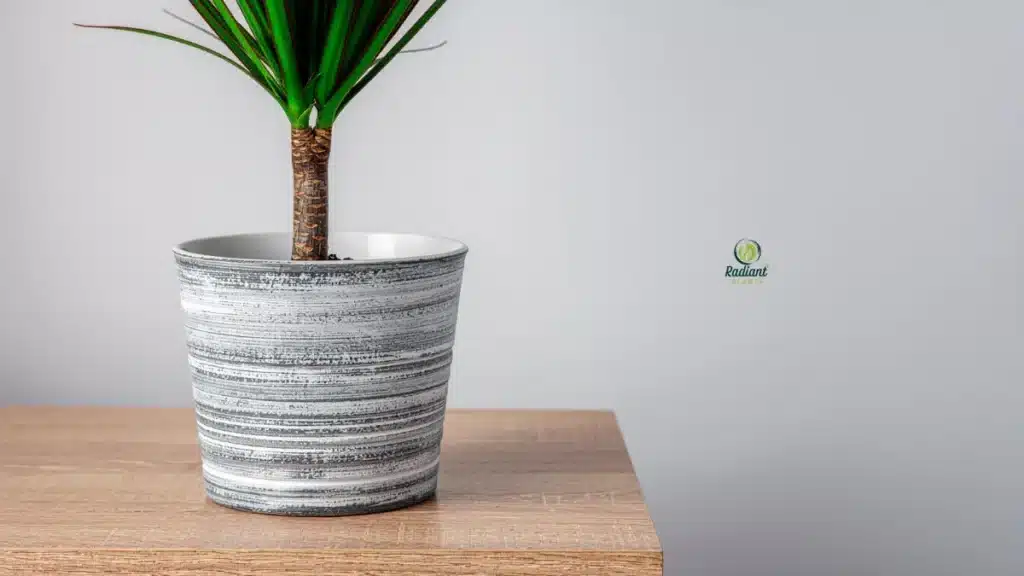 dracaena plant brown tips caused by low humidity or tap water