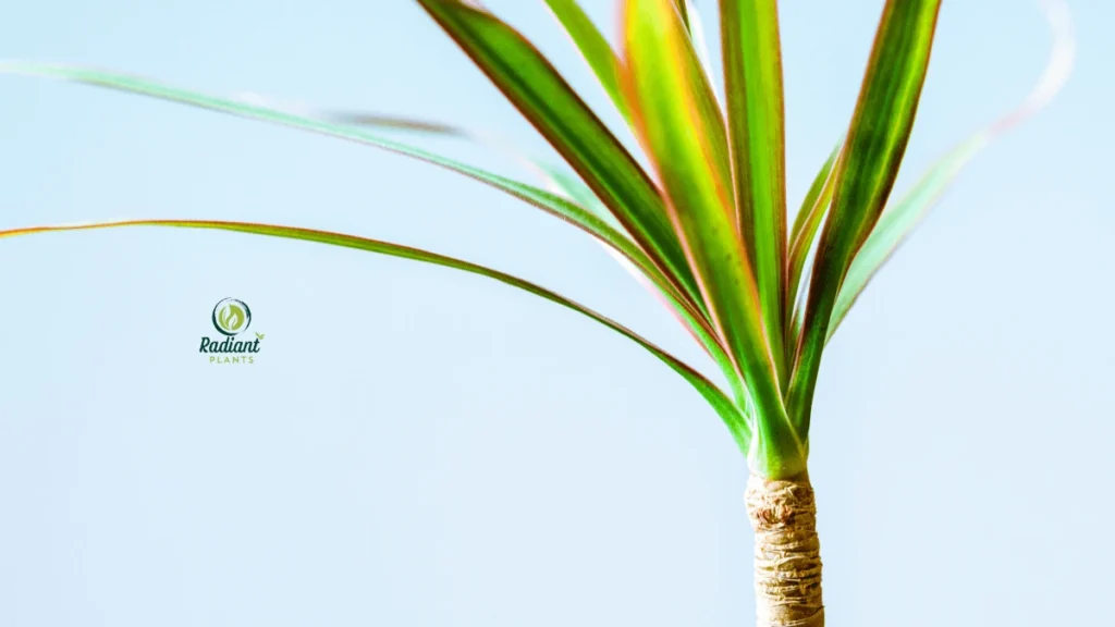 dracaena plant indoor care placement near bright indirect light