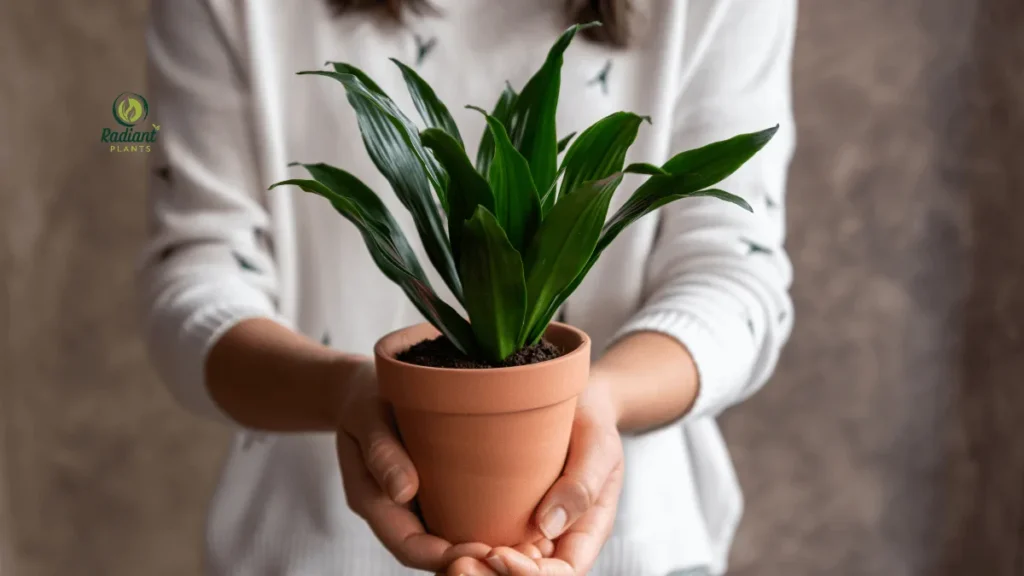 how to check soil moisture for dracaena plant watering