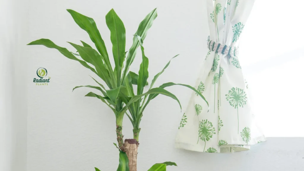 Dracaena plant indoor care demonstration showing well-watered plant with no brown leaf tips
