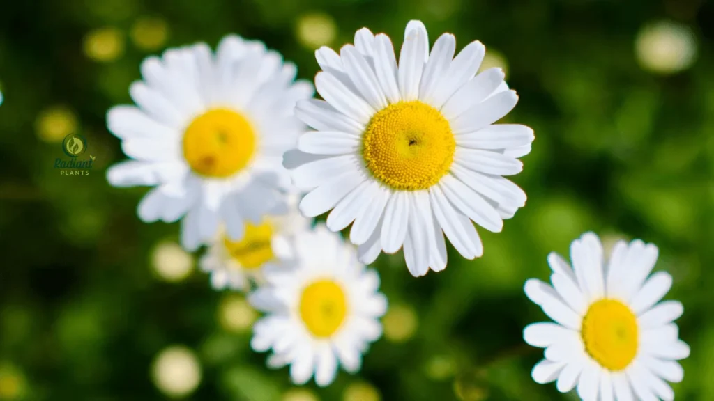 White Flowering Daisy Plants in a Garden Bed