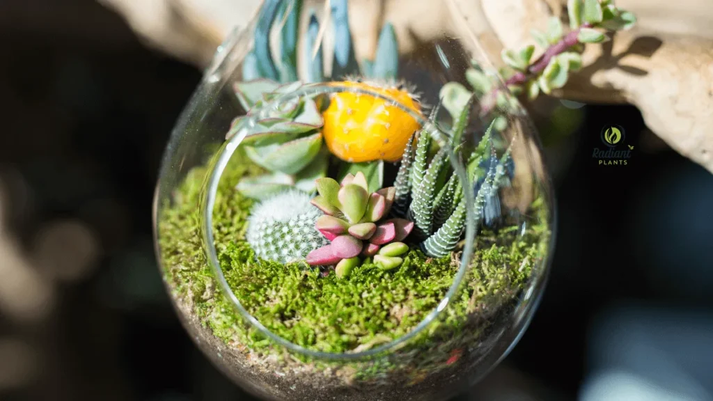 Open terrarium showcasing terrarium plants including succulents and cacti