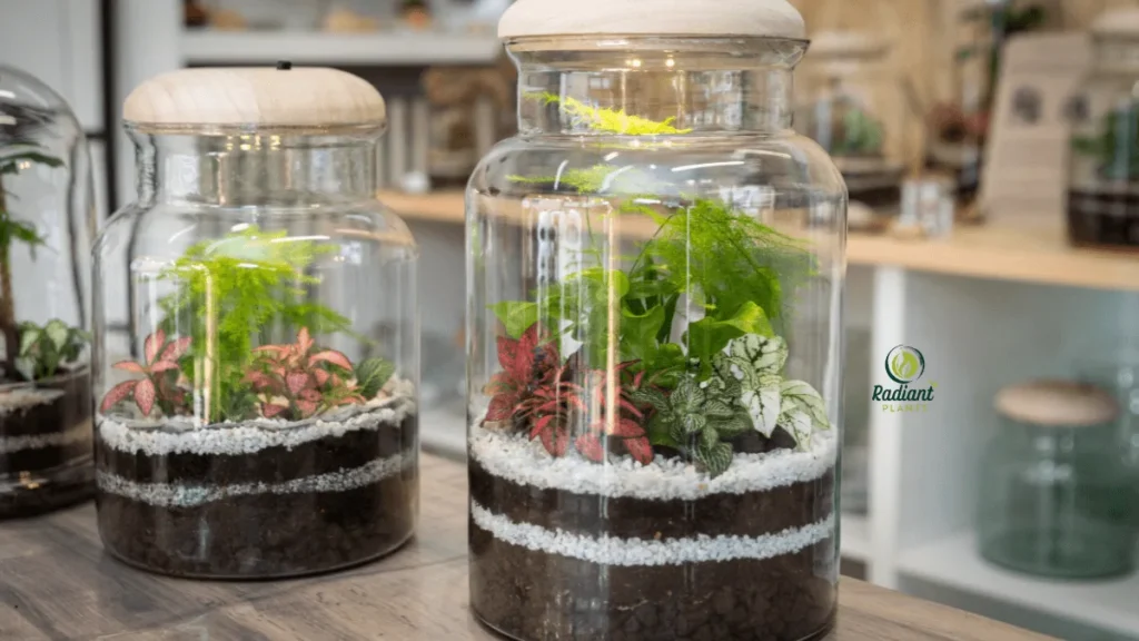 Terrarium plants in bright indirect sunlight near a window