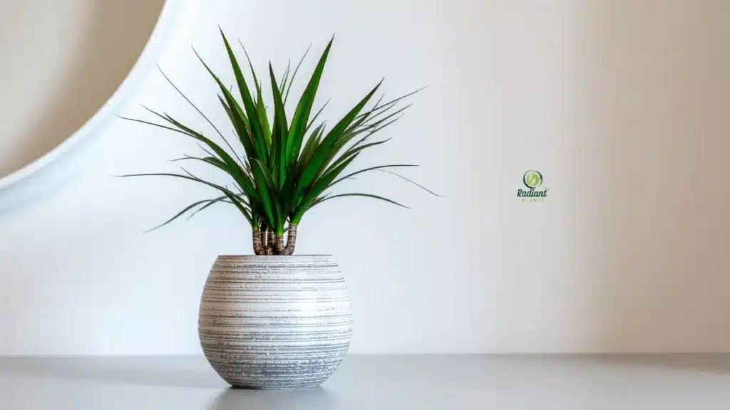 caring for a dracaena plant