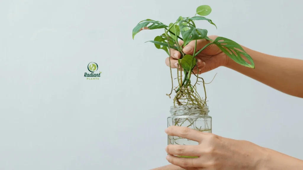 How to Propagate Monstera: Close-up of a Monstera stem wrapped in moist sphagnum moss for air layering, showing an alternative propagation method.