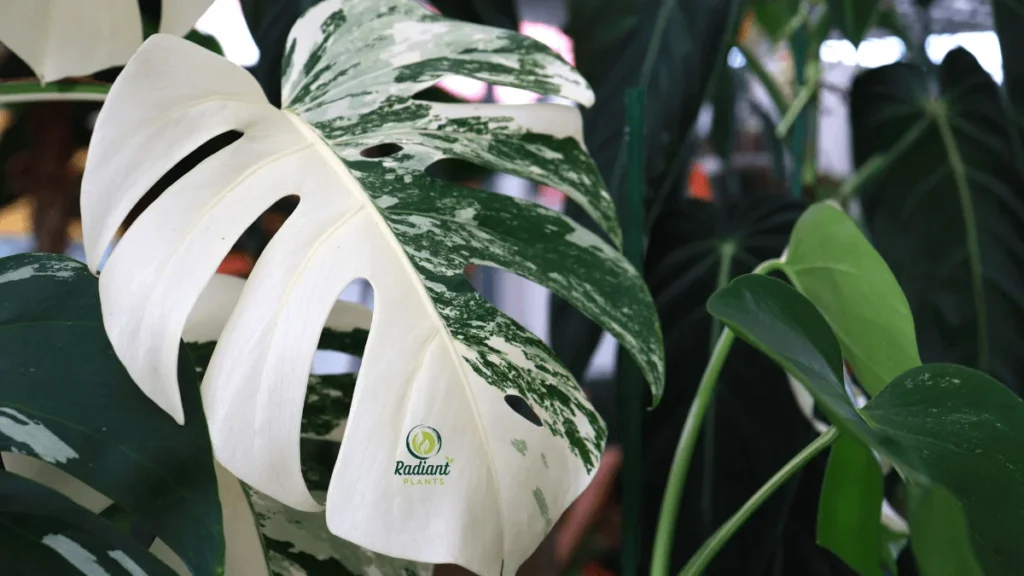 Albo Monstera Leaf Close-Up