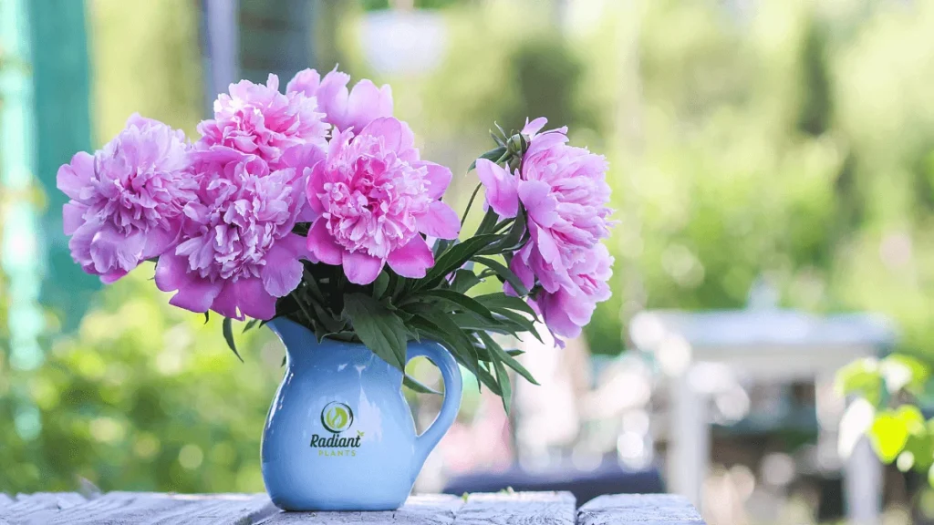 Blooming Pink Flowering Peony Plants