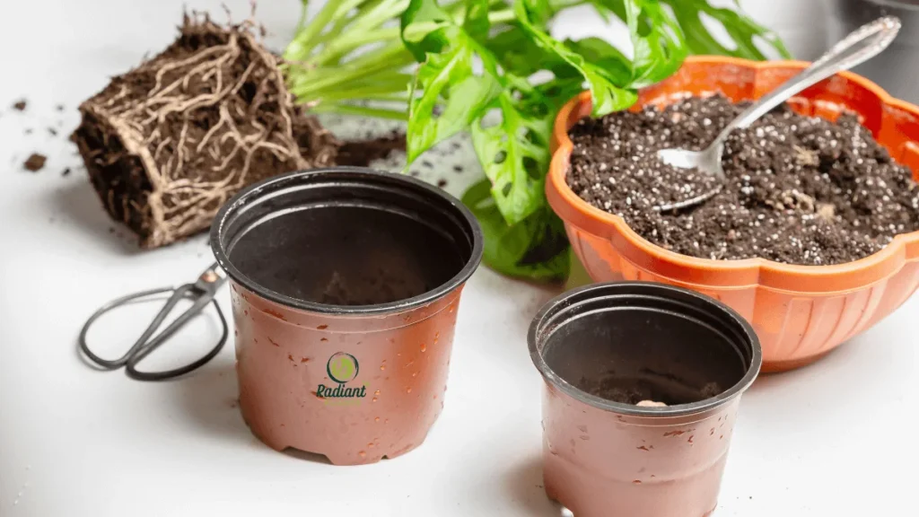 How to Propagate Monstera: A healthy Monstera cutting placed in a clear jar of water, showing the roots beginning to grow. Perfect guide for water propagation.