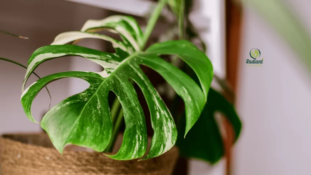 Monstera Albo Variegata