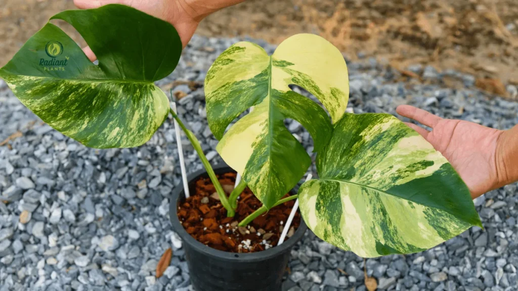 Monstera Aurea Variegata