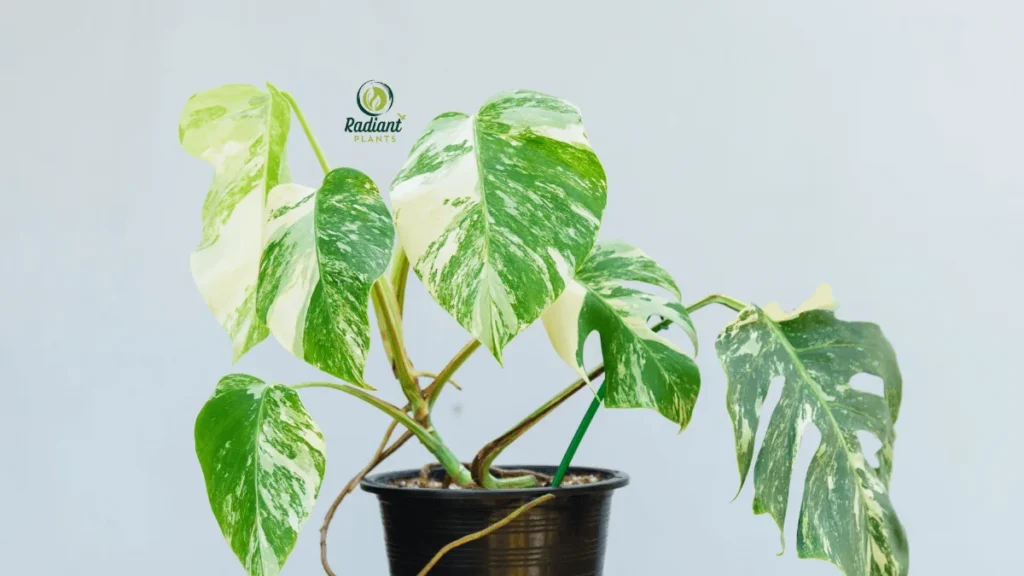 Monstera Borsigiana Albo Variegated in the pot