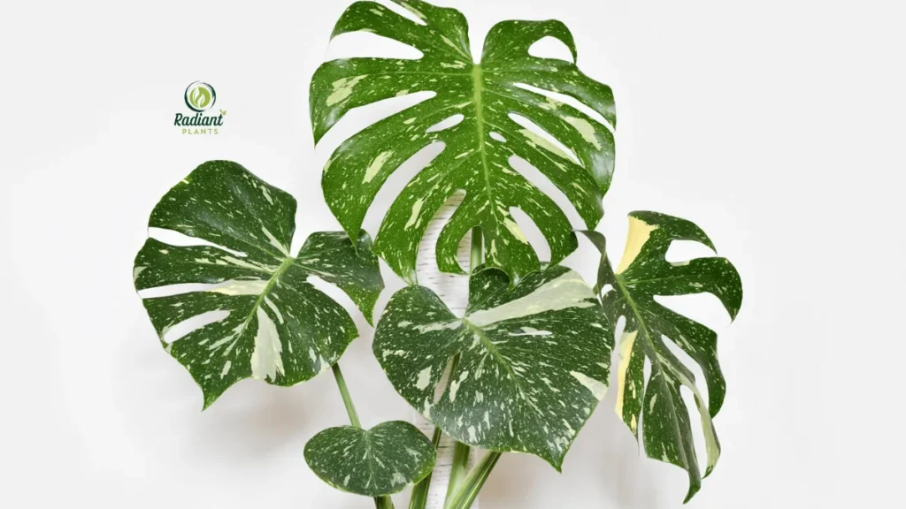 Monstera Thai Constellation