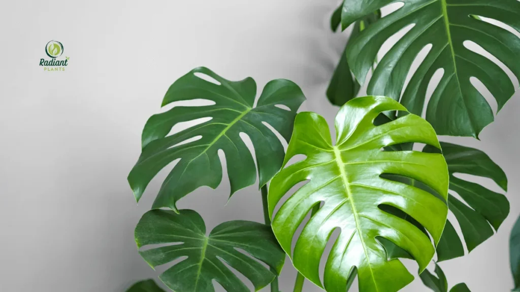 Monstera Varieties with Monstera Deliciosa