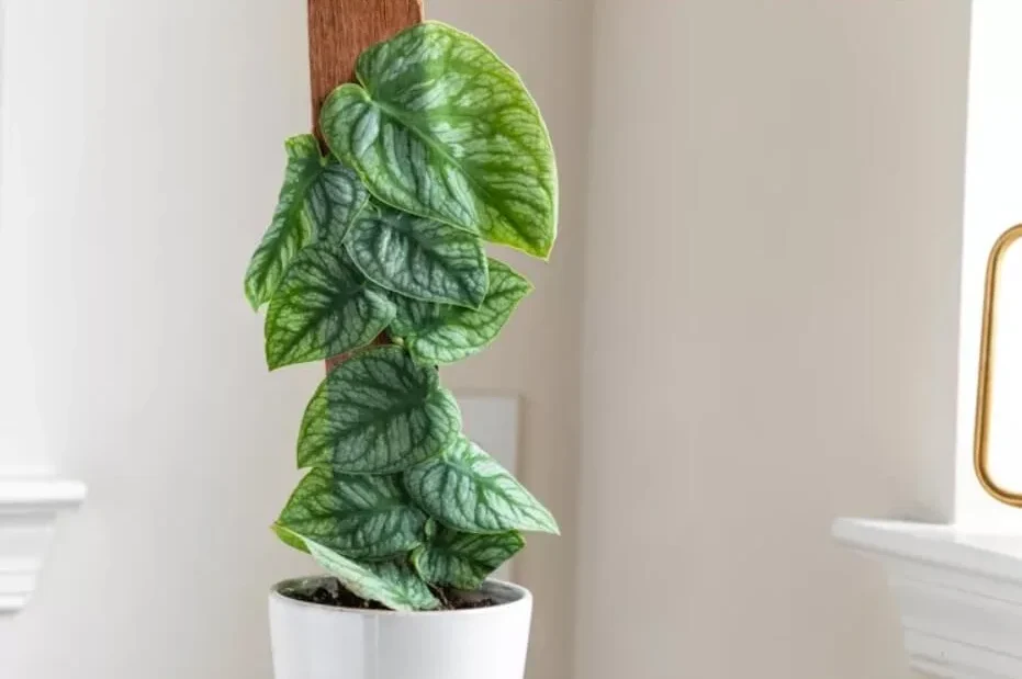 Monstera Varieties Featuring Monstera Dubia