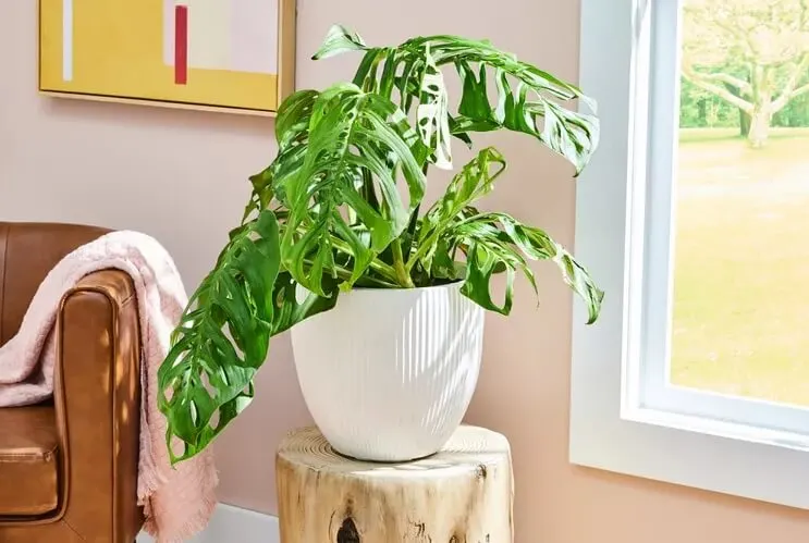 Monstera Varieties Featuring Monstera Esqueleto