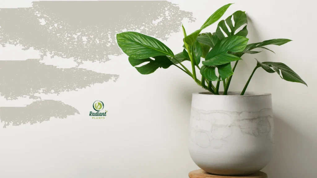 Monstera pinnatipartita