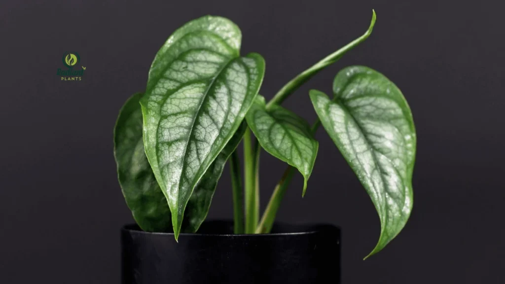 Monstera Varieties Highlighting Monstera Siltepecana