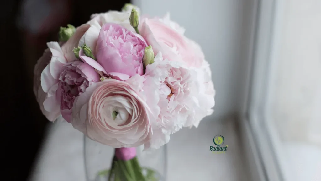 Flowering Peony Plants in the Garden