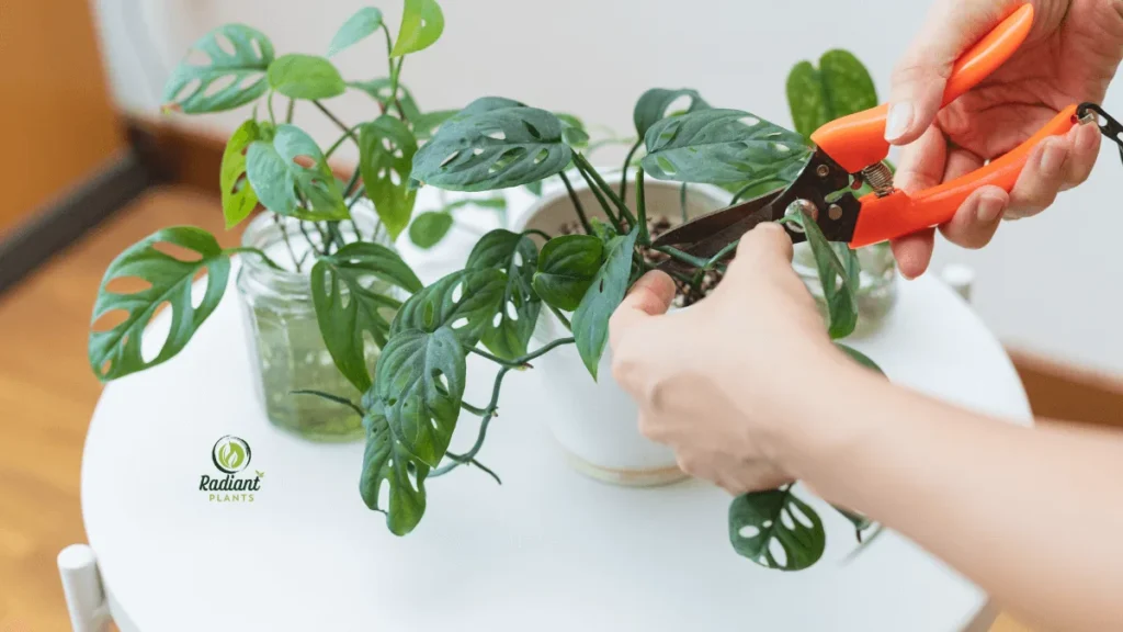 How to Propagate Monstera: Monstera cutting in a well-draining soil mix, demonstrating the correct planting method for successful propagation.