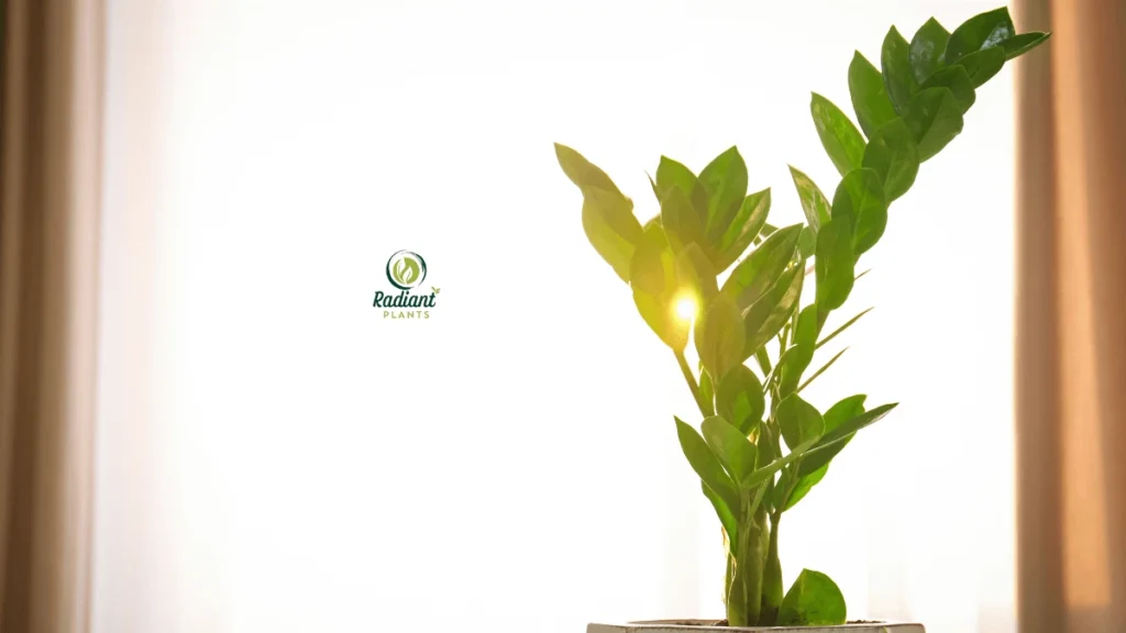 Beginner-friendly ZZ Plant Care with lush green leaves indoors