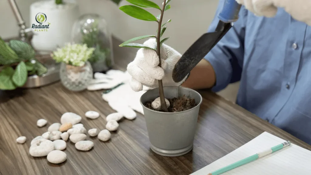 ZZ Plant Care with a thriving plant in low-light home office