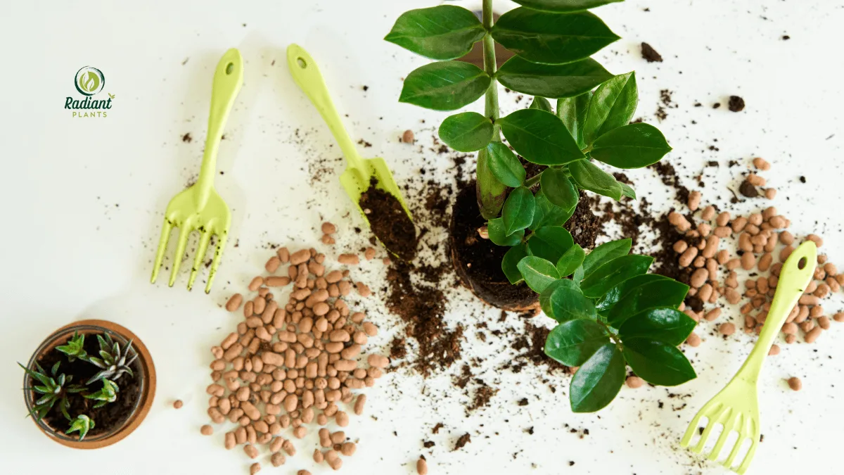 zz plant Soil and Fertilizer