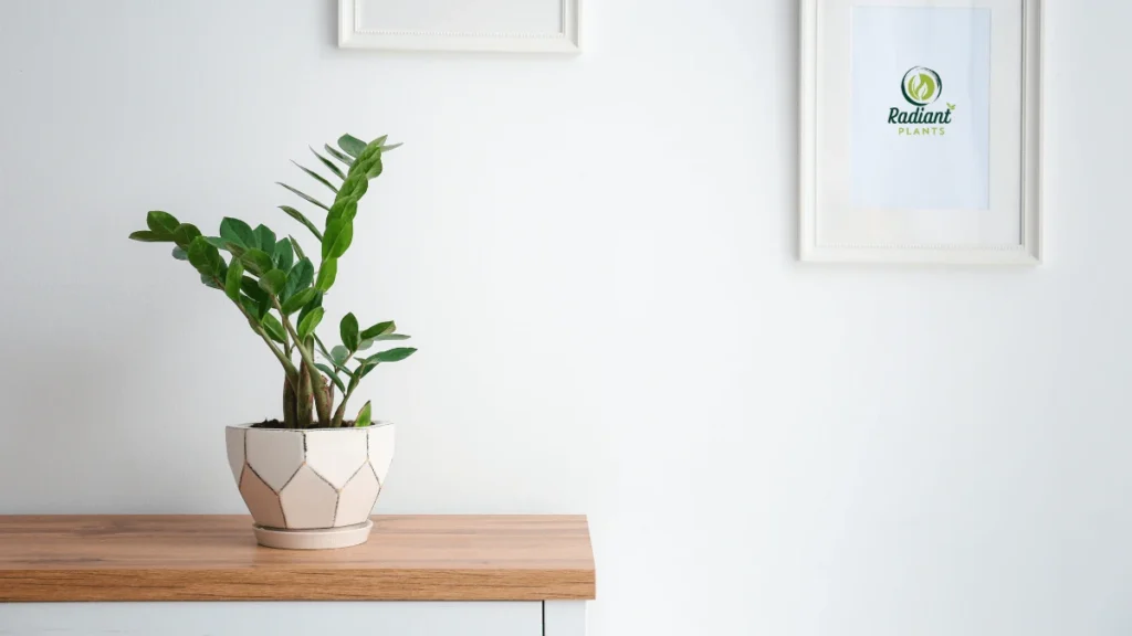 ZZ Plant Care with step-by-step propagation using leaf cuttings