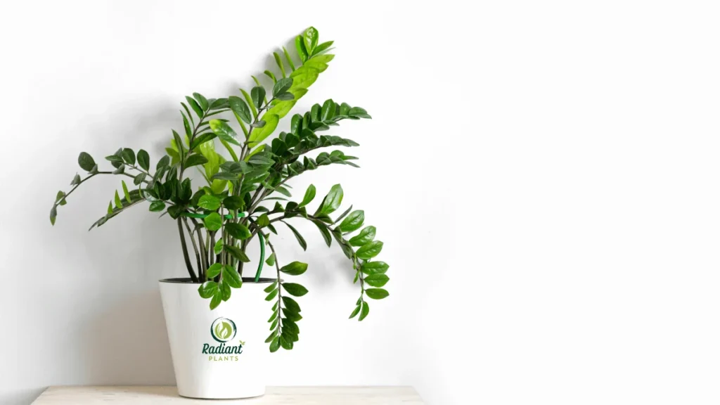 ZZ Plant Care – Healthy ZZ plant in a ceramic pot on a windowsill
