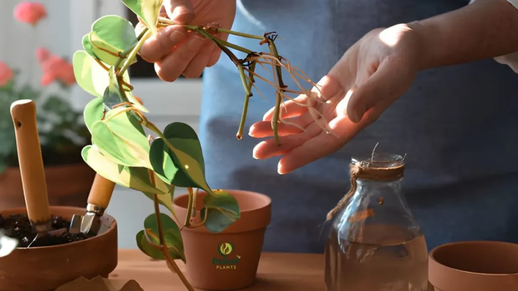 Watering routine chart showing care for the best indoor plants
