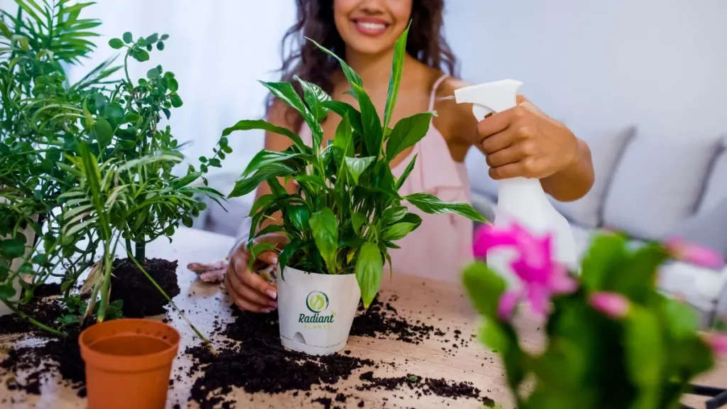 Easiest Indoor Plants to Care For