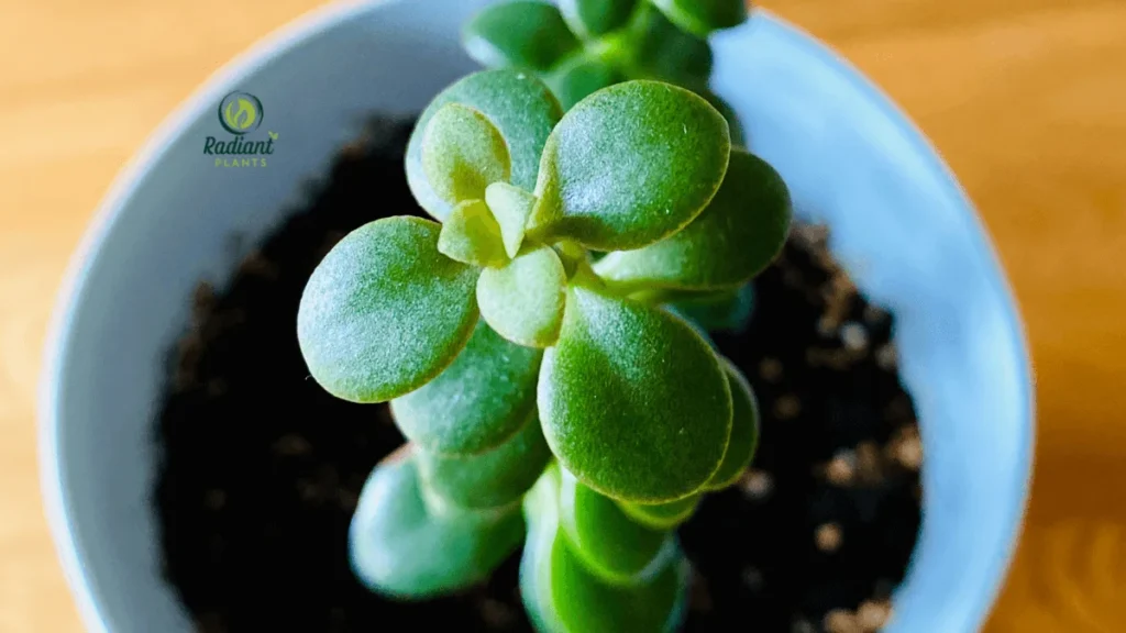 Watering a jade plant with a small watering can