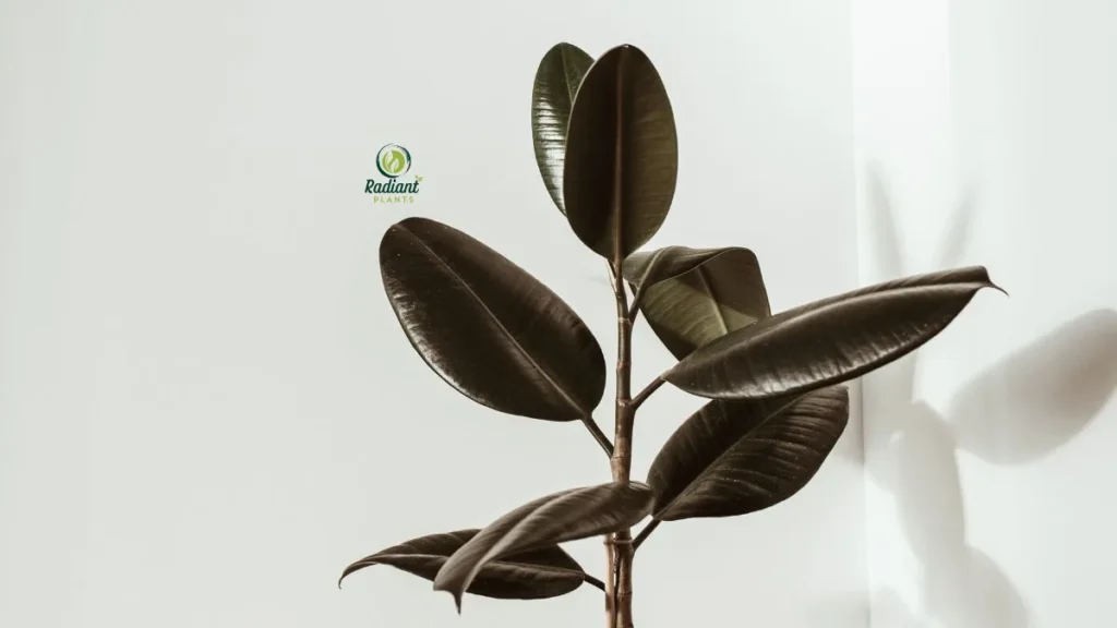 A bright, modern living room featuring a fiddle-leaf fig and bird of paradise, showcasing how large indoor plants add elegance and freshness to interior décor.