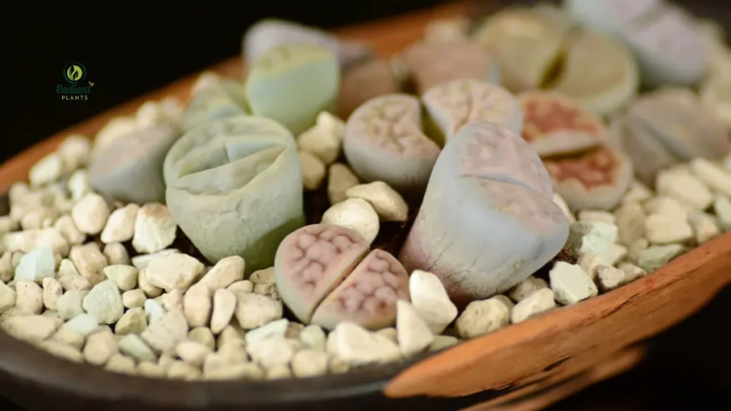 Lithops Close-Up – Living Stone Succulents