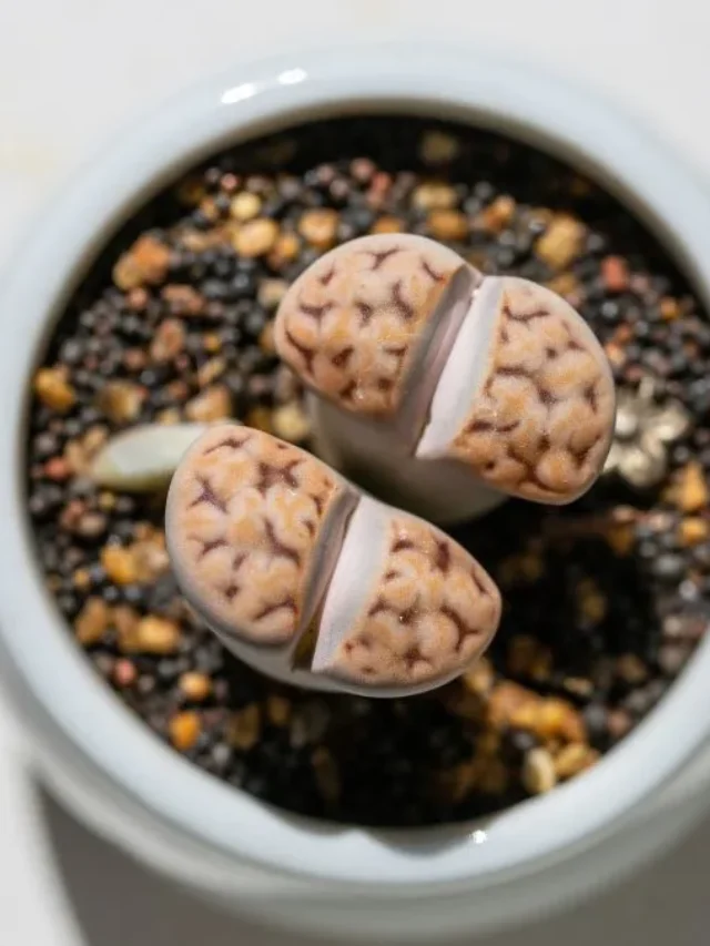 Lithops Terrarium Display