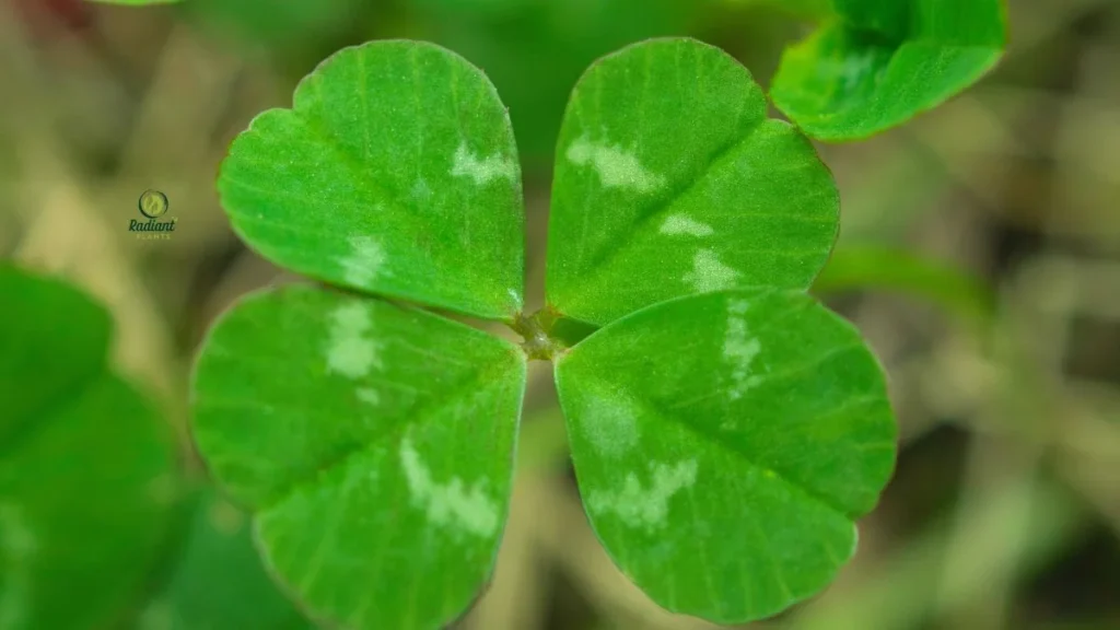 Lucky 4 Leaf Clover Plant for Home Décor
