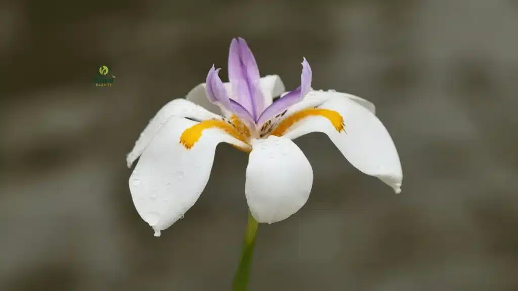African Iris Plant Thriving in Full Sun