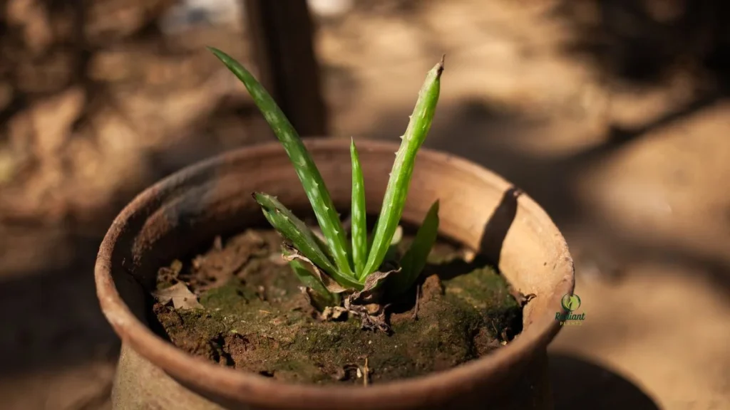 Aloe Vera Repotting Guide