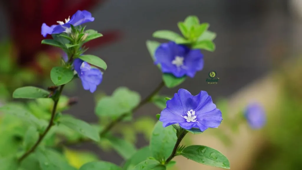 Blue My Mind plant in full bloom with vibrant blue flowers and silver-green foliage in a decorative garden pot.