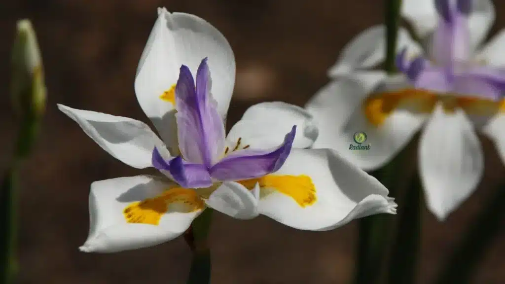 Full Sun African Iris Perennial
