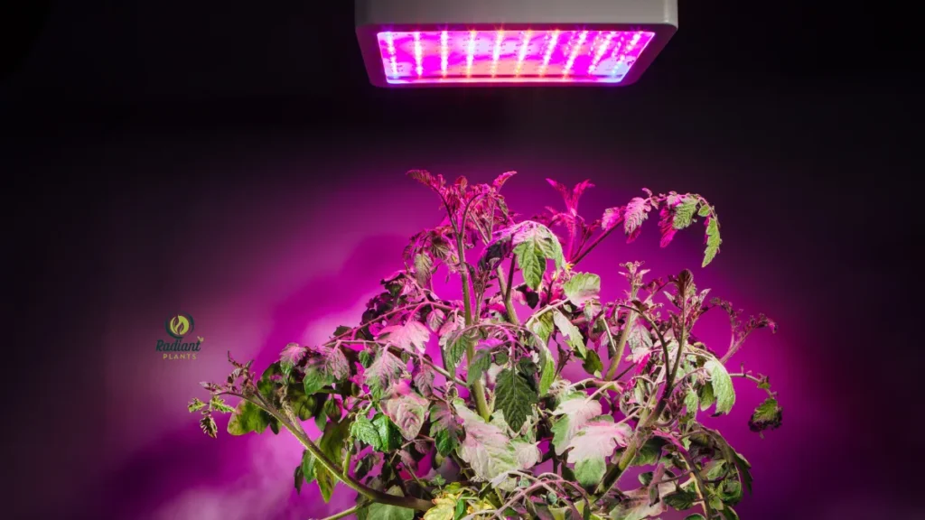 Indoor Plant Care Using Grow Lights