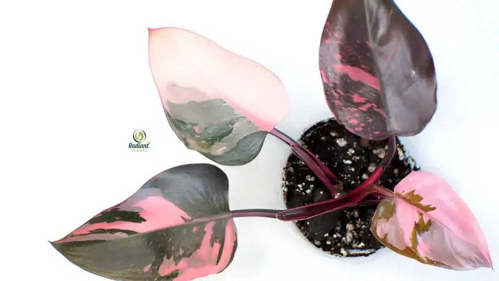 Plants Pink Philodendron Rare varieties