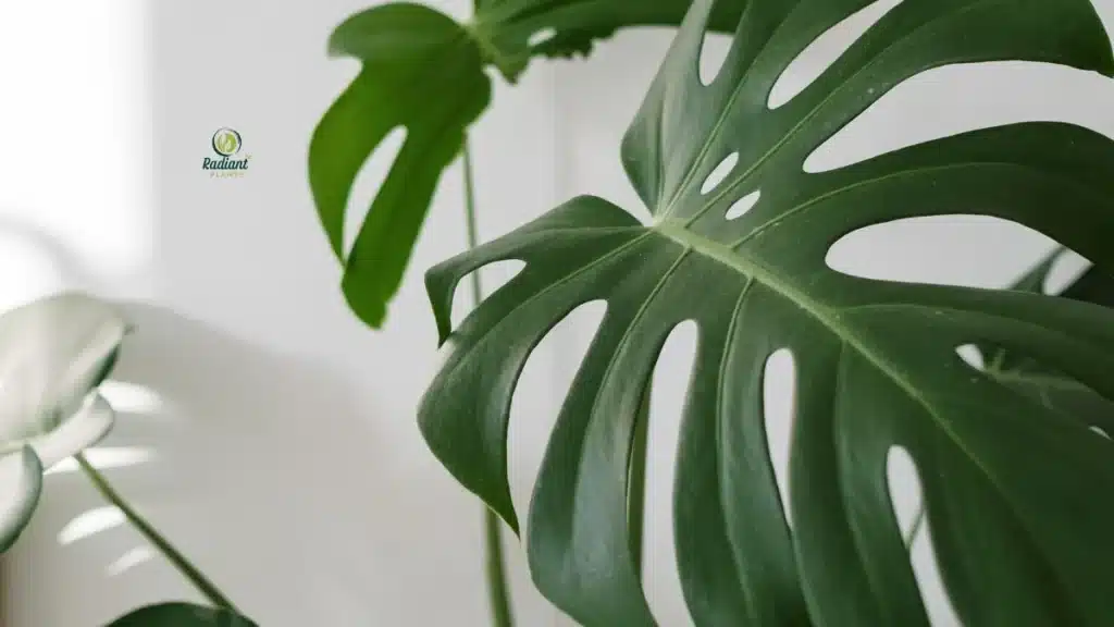 Large Leaf Houseplants Display