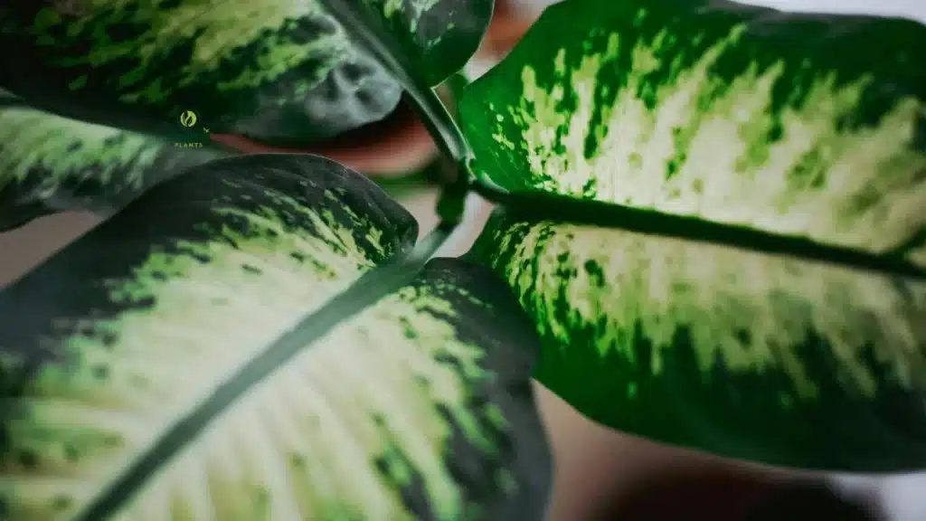 Big-Leaf Tropical Indoor Plants