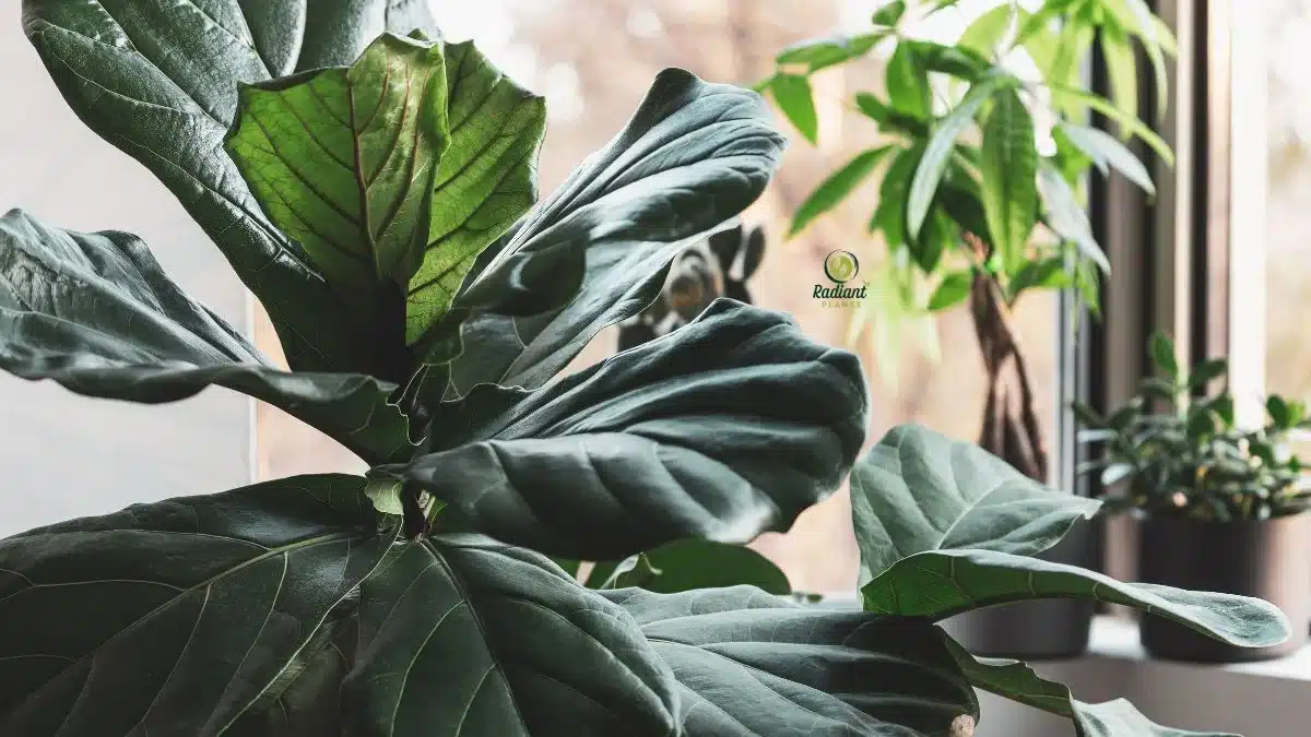 Plants with Big Leaves Indoors