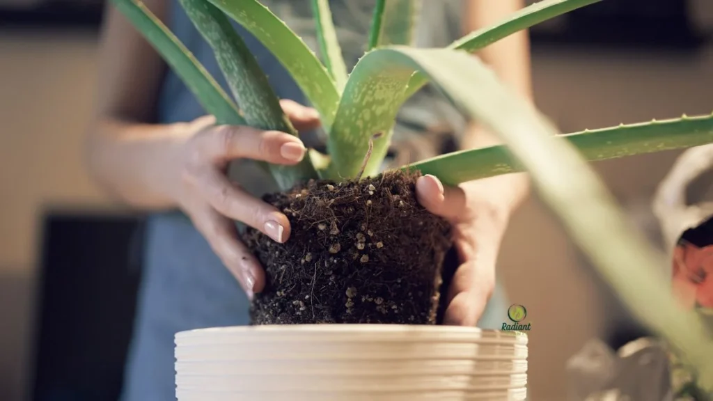 Repotting Matters for Aloe Plants
