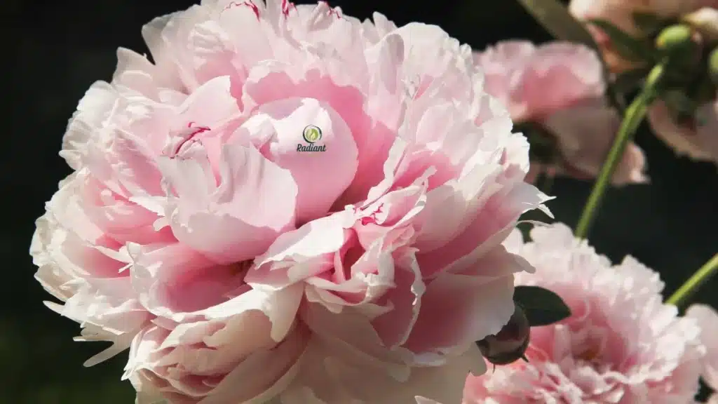 Sarah Bernhardt Peony Growing in Garden