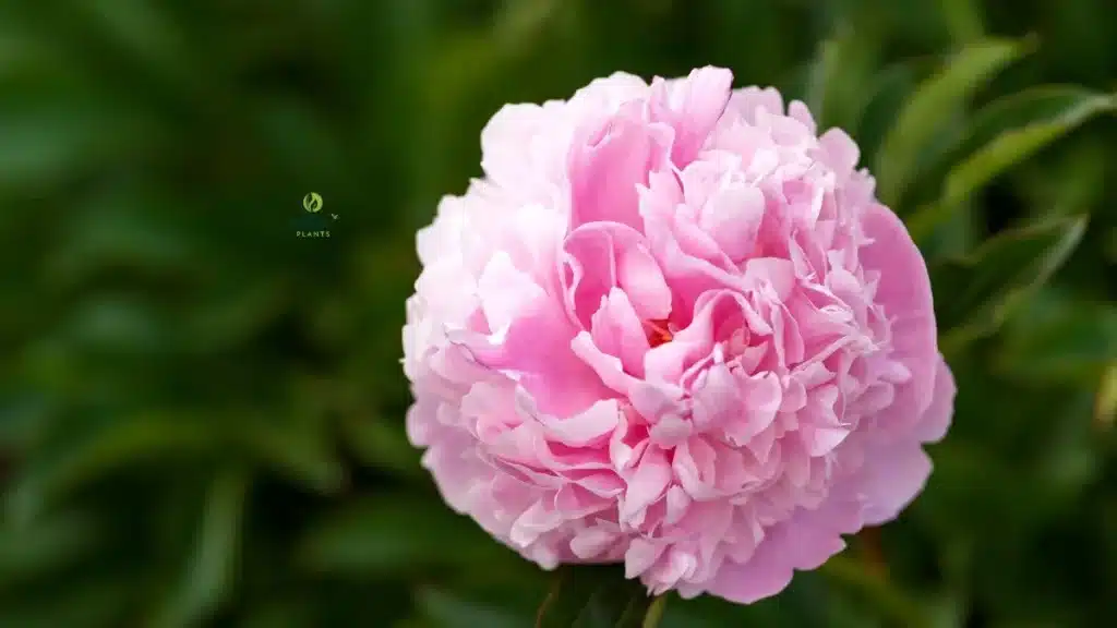 Spring Garden with Peony Plant Sarah Bernhardt