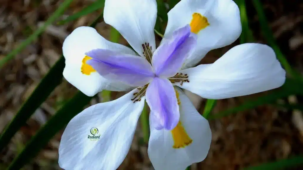 African iris plant in full sun